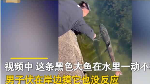 一名男子正在河边闲逛，发现河里有一条黑色大鱼，好奇地上网一查