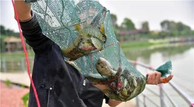 死亡率|为什么有些鱼被钓上来再放回水里，它也活不长？