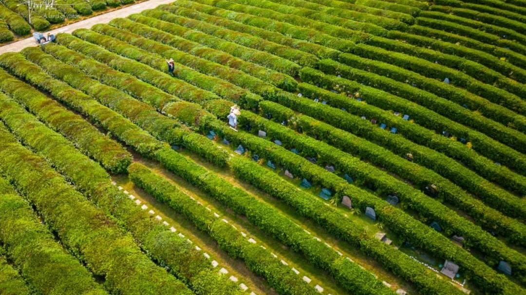 茶园|误入径山竹茶园，原来这里不仅风景宜人，还是块风水宝地