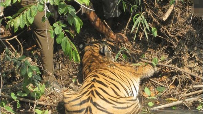 老虎被什么东西所攻击，竟然变成这样，让人感到不可思议