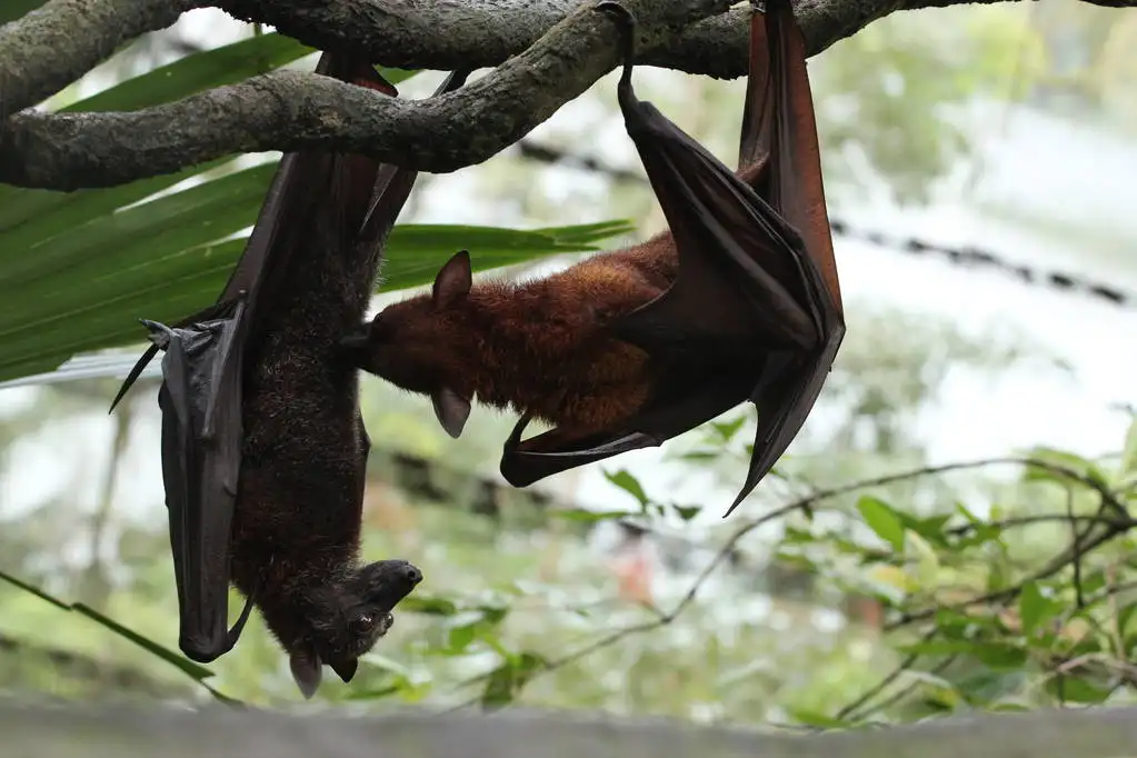 蝙蝠号称“自然界病毒库”，埃博拉病毒就是它带来的，那为何它自己不受感染？