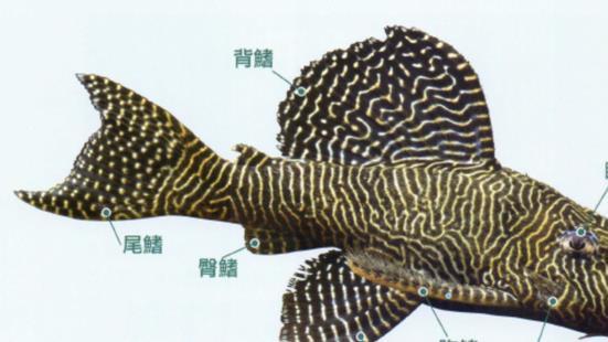 山羊为何能成为百大入侵物种？垂直站在崖壁上，牛顿看了都绷不住