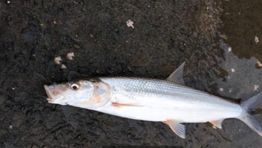 神秘的巨型掠食性鱼类—鳤鱼，灭绝几十年，如今重现洞庭湖？