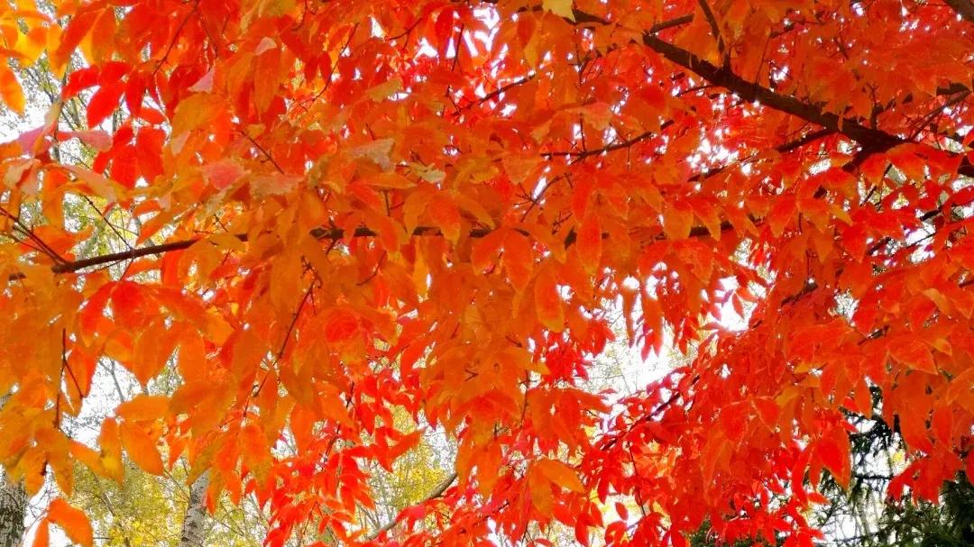 婺源|这30张照片告诉你，最美的秋天在哪里！