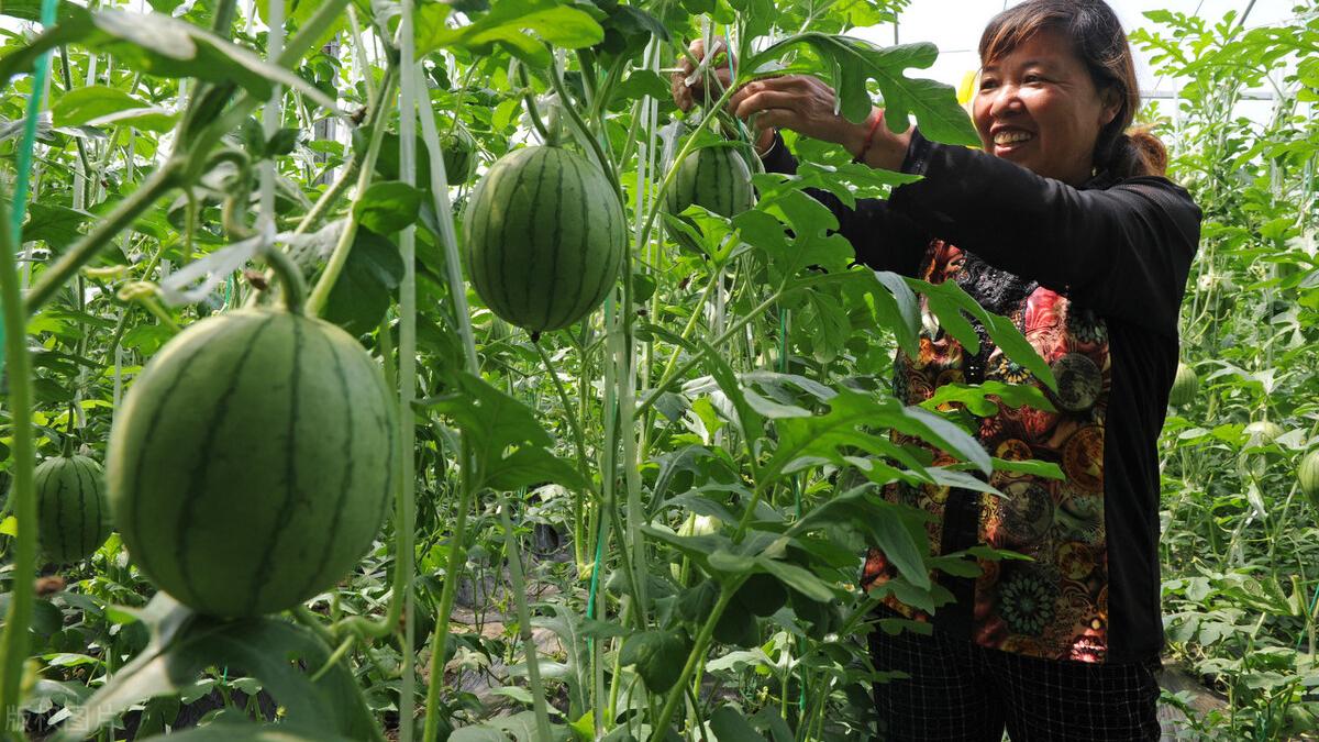 水溶肥经销，这几点千万不能做