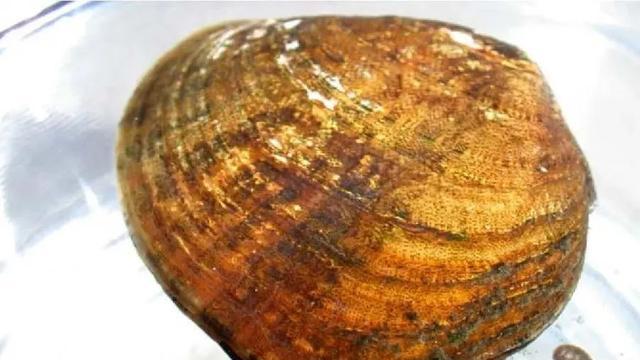 美丽|没想到，不会动的河蚌，原来是个会钓鱼的大骗子