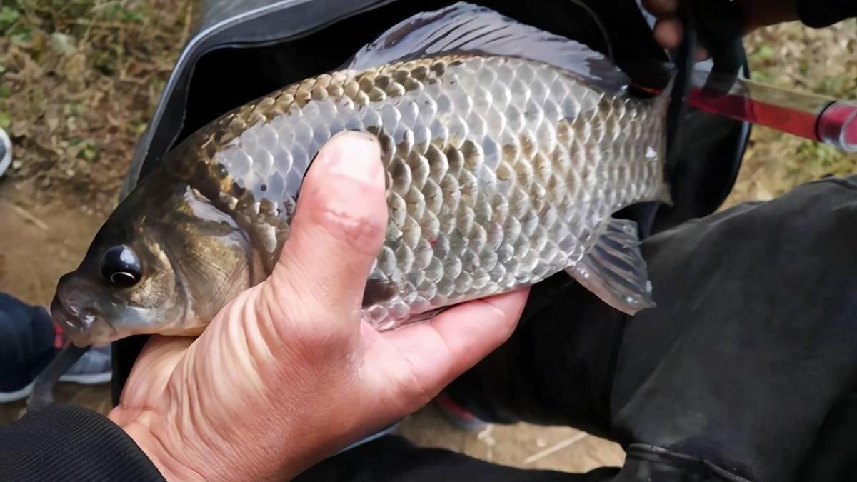 |天热鲫鱼不好钓，熟记这四个技巧，天气再热也能连竿上鱼