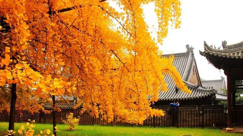 天津市|含金量满满！西安这几个银杏观赏地，去过才算真正过完了秋天！