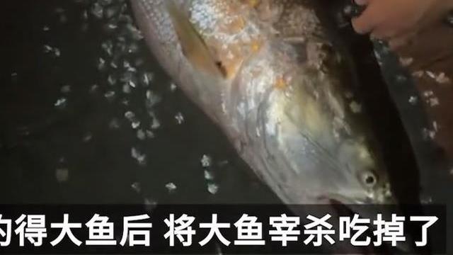 下场如何？湘江巨型水老虎被人钓起备受争议，知情者称当晚就被吃了