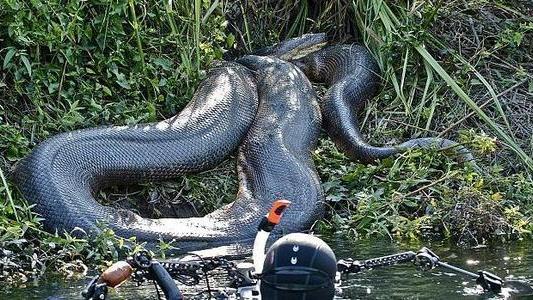 史前最大蟒蛇：泰坦巨蟒，身长可达15米，重1吨