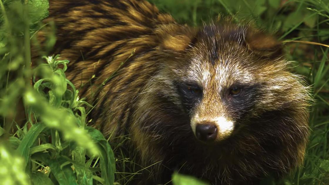 貉打不过狗獾，就经常以多欺少，还会趁狗獾冬眠，闷死它一家