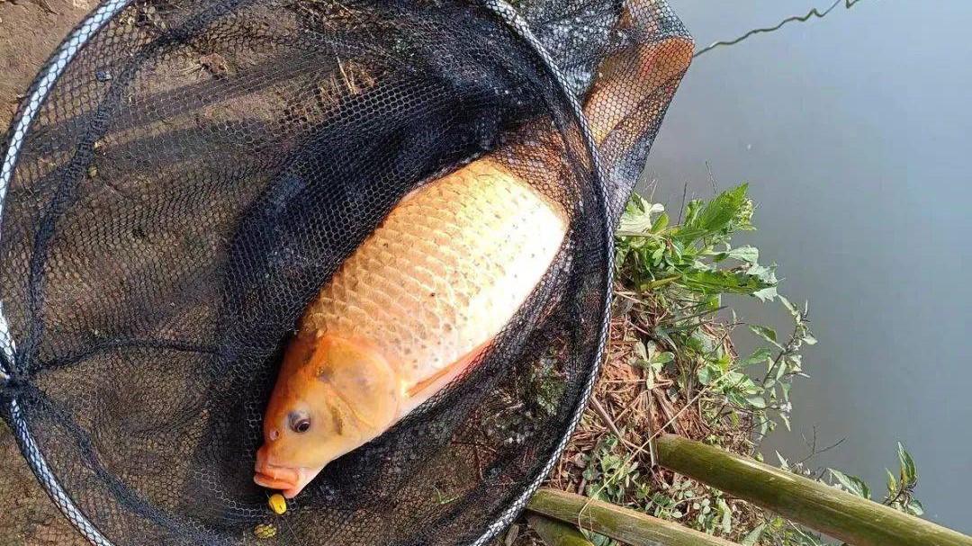 饵料|新手钓鱼为何容易钓上大鱼？多年的潜心研究，终于揭开其中的谜团
