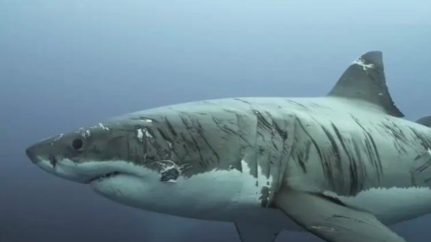 昆明|百万粉美女主播提子吃鱼翻车, 被吃鱼疑似大白鲨, 还是钓鱼人更省心