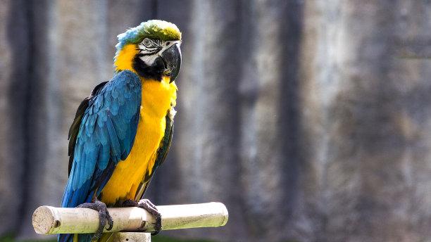 为什么印度尼西亚和菲律宾的鸟类，都没有进化出真正的智力？