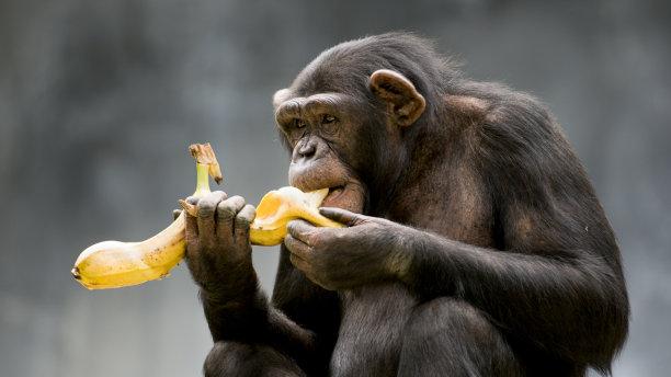 人和猴子的“智商”有着多么的不同？