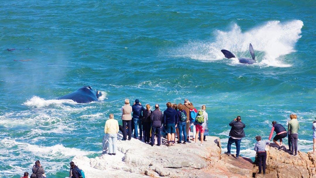 真的不疼吗？鲸的隐私部位都寄生了藤壶！会影响它们交配吗？
