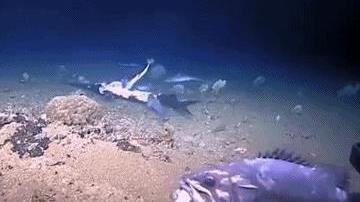 菲律宾有渔民捉到一条360多斤石斑鱼，棍穿鱼嘴，让其像外星怪鱼