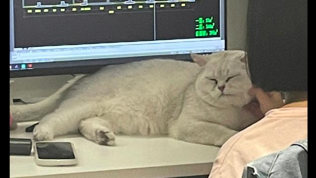 小姐姐|办公室里的猫咪挡在电脑屏幕前，就不让小姐姐工作：我可爱吗？