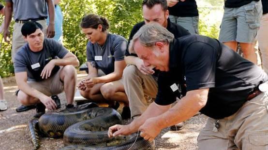 巨蟒缠车？网传我国台湾省挖出15米巨蟒，画面看起来不像假的