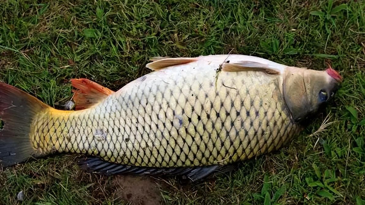 |大暑过后，要收藏好这份大鱼“吃饭时间表”，轻轻松松，鱼获满满