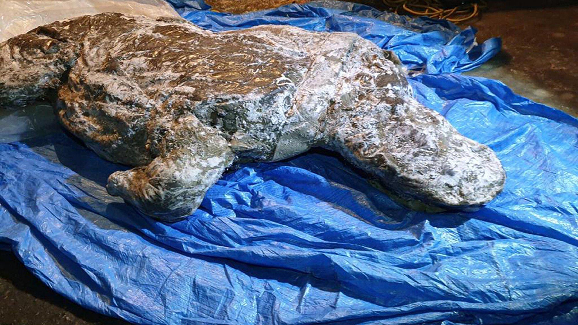 长1.4米，北美挖出3万年前史前生物尸体，地球潘多拉魔盒被打开？