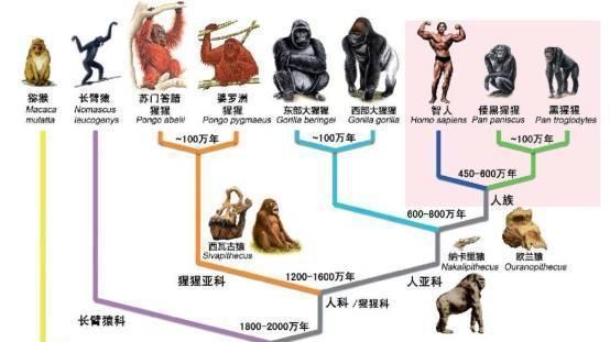 外星人造物说：六百万年以前，是由外星人通过遗传手段干涉了进化