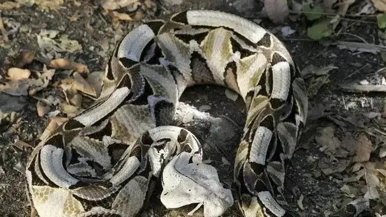 排毒量超过眼镜王蛇 常被误认为是毛毛虫 但它却是世界最强毒蛇之一