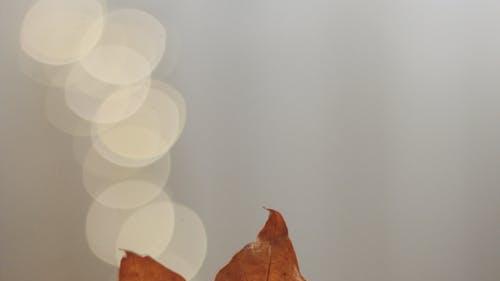 家政|谁说女人离开男人就不能活了？我的经历告诉你不一样的活法（上）