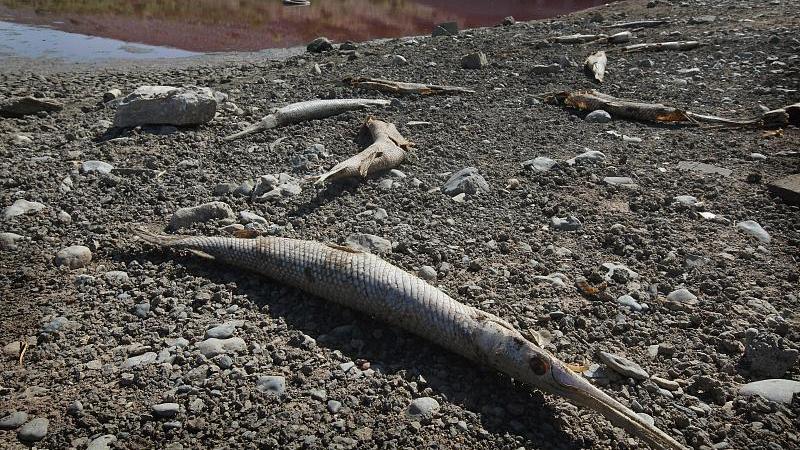 鳄雀鳝|河南汝州抽干湖水捕外来物种鳄雀鳝引争议：钓鱼佬就能搞定这事？
