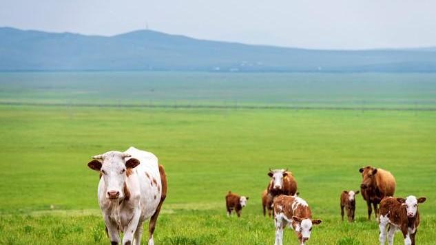 草原|从太原出发自己开车，想看看草原，有哪些合适的路线推荐吗？