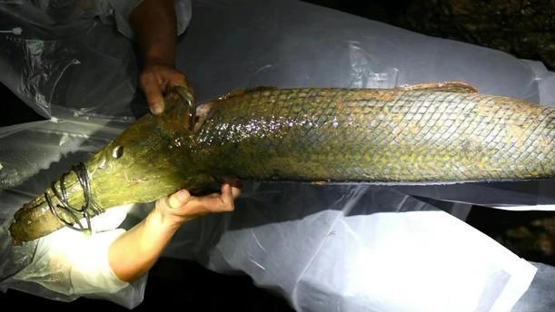 花多少钱？公园“抽干湖水”2条鳄雀鳝被抓：已无害化处理！