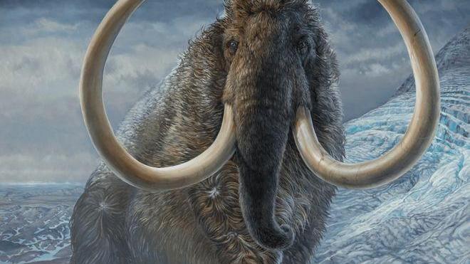 象牙为什么不能从老死的大象身上取？后果有多严重你想过吗？