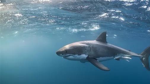海洋霸主接连被掏肝，死亡原因疑点重重，有人或许拍到案发现场