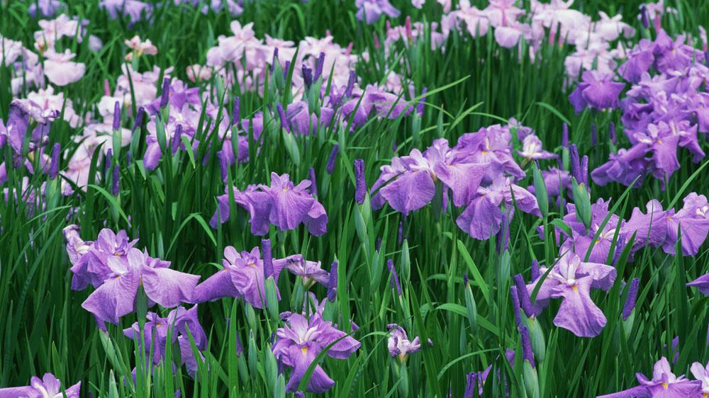 麦肯锡|领导被下属批评时，态度不同，对自己有没有影响？