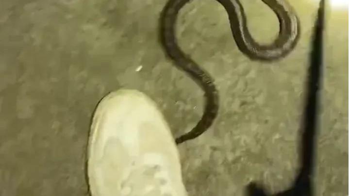 |真是人生处处有惊喜啊！还敢钓鱼吗？还敢走夜路吗？