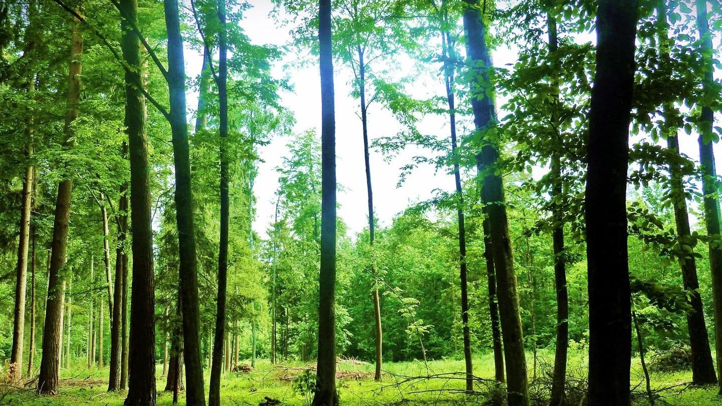 砍掉家具业务，重归人造板和林业的永安林业，总算喘顺了这口气