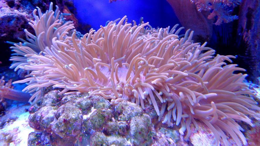 海洋中的珊瑚虫
