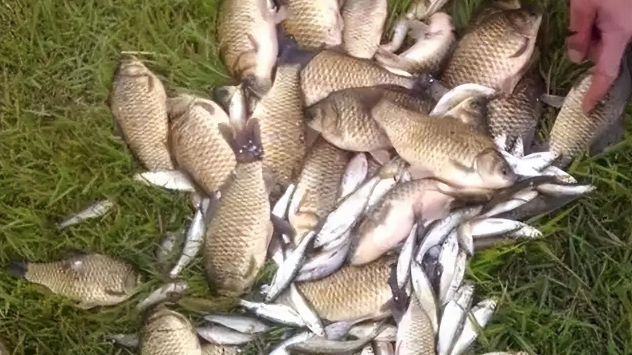 空军|进入七月，如何钓鱼不空军？搞明白这3个问题，连竿上鱼不是难事