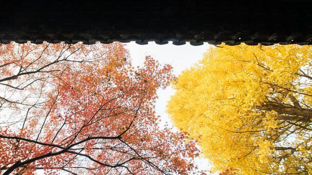 旅行|秋色最浓的11月，哪些地方最值得旅行？这三处旅行目的地各具特色