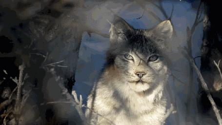 狼的克星-猞猁，能够控制狼群数量，被称作狼大哥的猫科动物