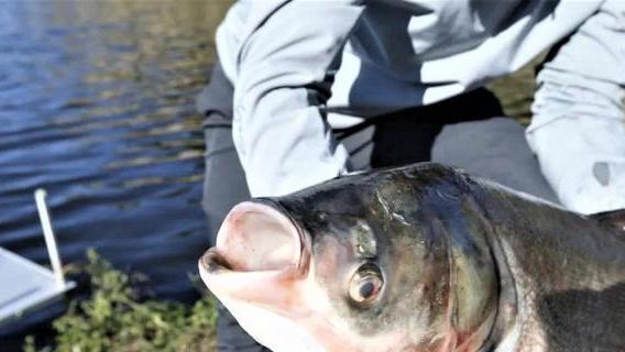 |这十大淡水鱼，是钓鱼时最有手感的鱼，你一共钓到了几种？