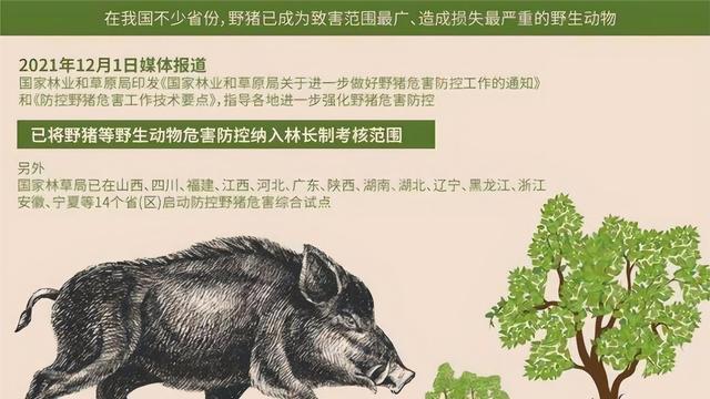 连野猪猎人也无能为力？我国野猪局部泛滥，100万头野猪难逢敌手