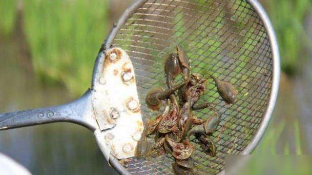 活了近4亿年，挺过了3次生物灭绝，如今却被人类拿来喂鸡
