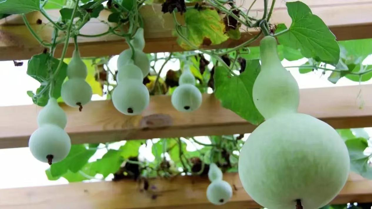 |葫芦虽小藏天地