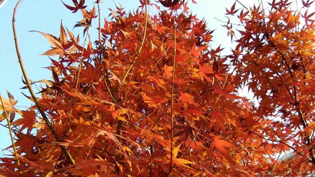 女知青调到大队部做了会计，深夜，大队长悄悄进入她的房间里