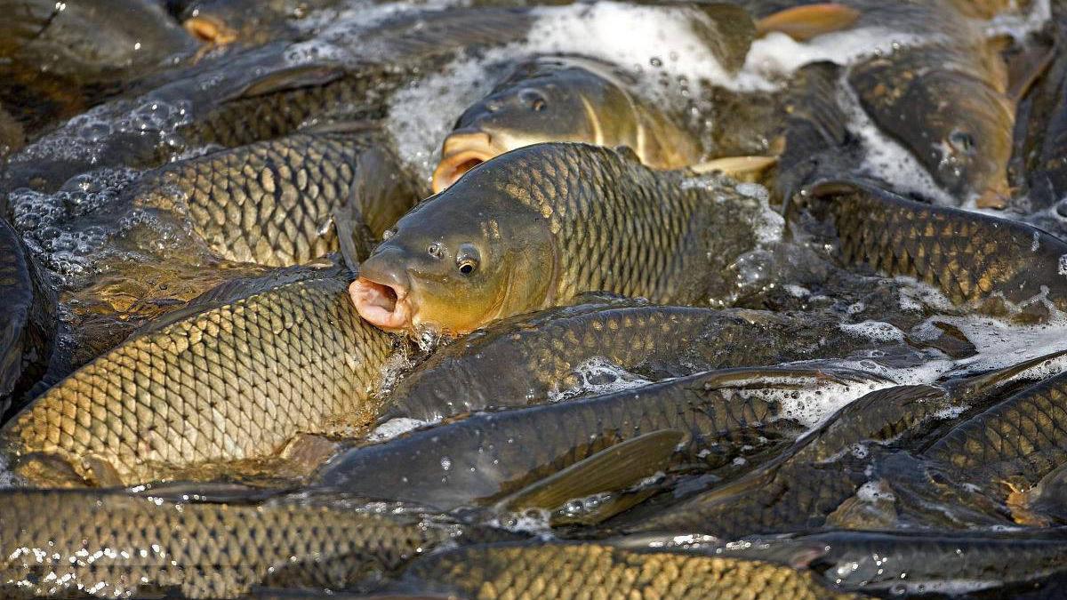 |声音对钓鱼有多大的影响？详解各种声音对钓鱼的真实影响