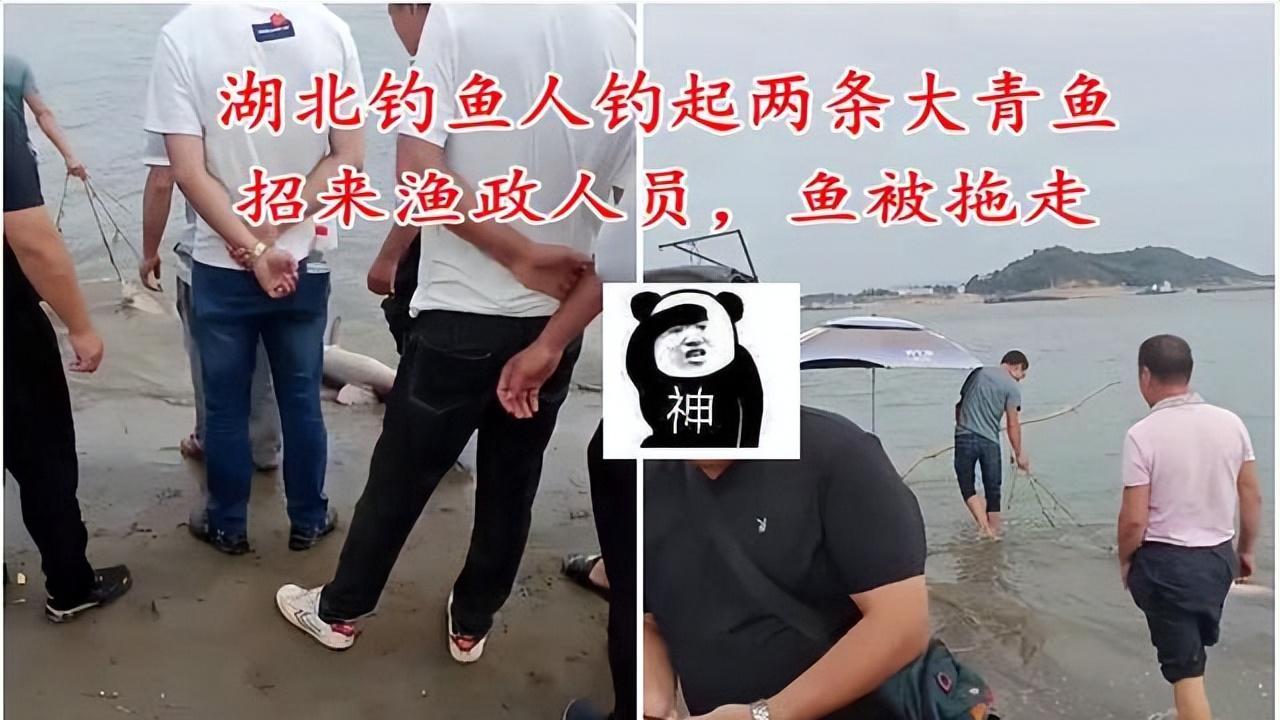 长江|湖北长江边：男子钓起两条大青鱼，结果引来渔政，网友：抓得好