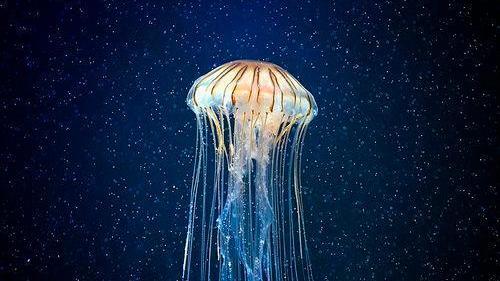 这是世界之底，深不可测的神秘之地，生物仿佛来自外星球
