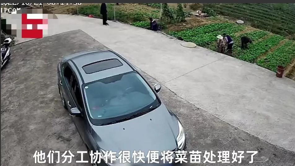 莫名的感动！近日，湖北宜昌，女子丈夫住院，但家中油菜苗又要栽种