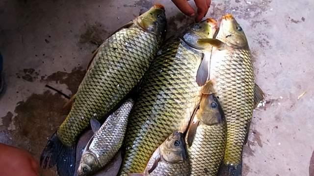 杂志|?钓鱼二十年总结：垂钓效果较好的几种打窝用饵，分享给各位钓友